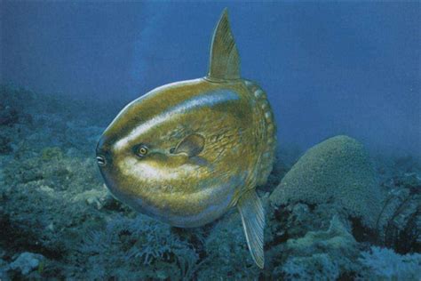 世界上最长的鱼有多长（盘点世界最长的5种鱼） - 胖萌舍宠物网