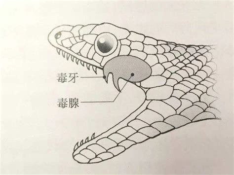 世界上最毒的十大毒蛇，太攀蛇NO1_太攀蛇_毒蛇网