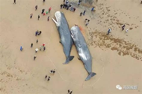 鲸鱼死后被冲上海南海滩 死因待定_福田网