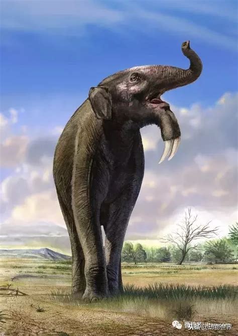 科学网—呼和浩特内蒙古博物院之史前哺乳动物化石 - 陈立群的博文