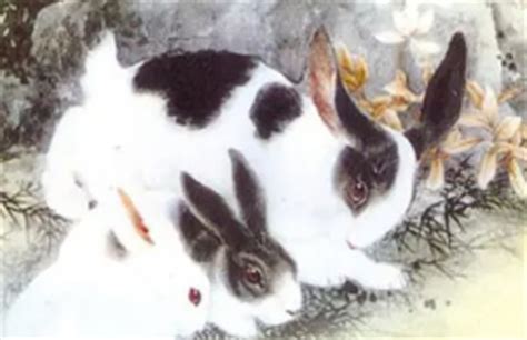 1987属兔的桃花贵人，87年属兔人看过来！ - 第一星座网