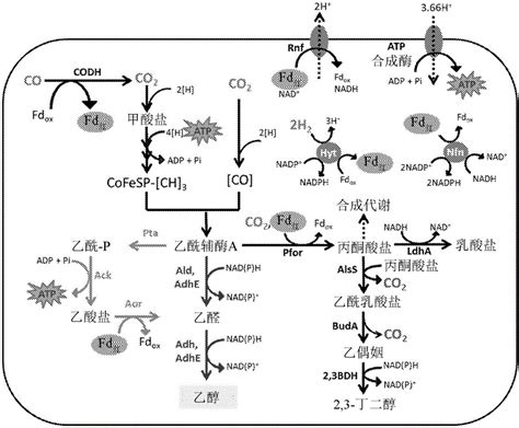 具有改变的醛：铁氧还蛋白氧化还原酶活性的微生物和相关方法与流程