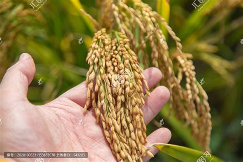 2021年水稻保护价多少钱一斤（2021年水稻保护价究竟是多少钱一斤呢）- 丰胸知识百科网