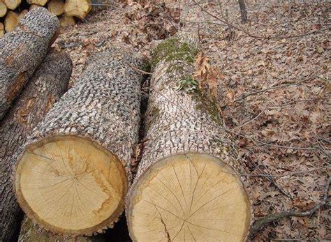 杉木有哪些价值和用途_杉木和松木的优缺点 - 富强农百科