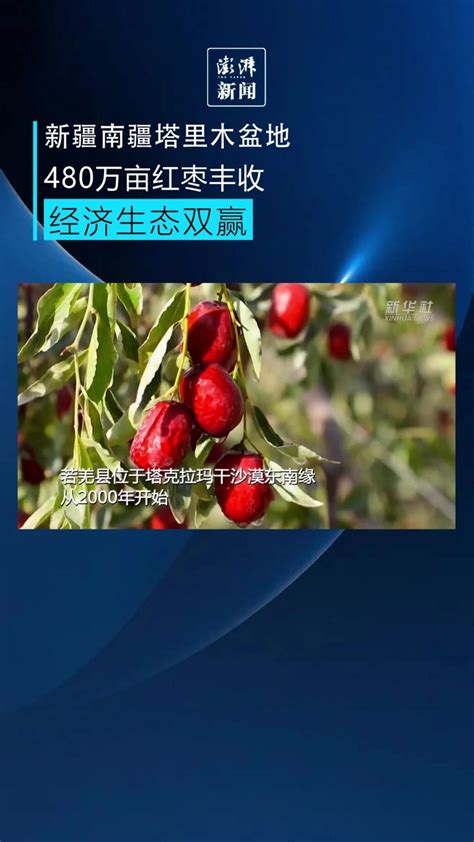 新疆若羌县：广邀客商为二十余万亩红枣铺销路-天山网 - 新疆新闻门户