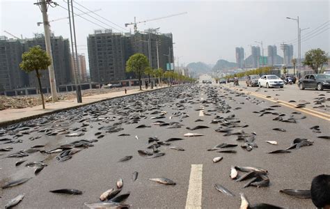 广州：黑鱼丰收-人民图片网