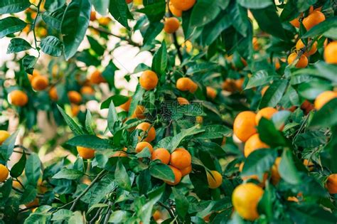 树上的橘子成熟的橘子黑山柑桔树家庭橘园树上结了很多果高清图片下载-正版图片507376955-摄图网