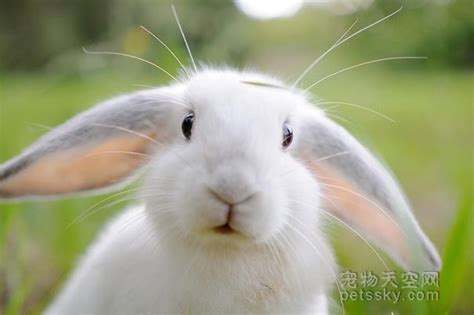 兔子摄影图__家禽家畜_生物世界_摄影图库_昵图网nipic.com