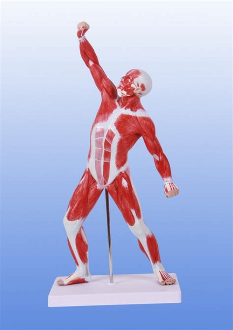 三维人体肌肉骨骼模型人体建模必备