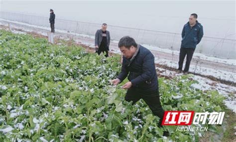 辰溪县：应对低温雨雪天气 各部门合力保民生保安全保稳定_县市区_怀化站_红网