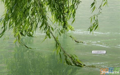 河边的柳树补充句子,河边的柳树写一段话,河边柳树的动静态描写_大山谷图库