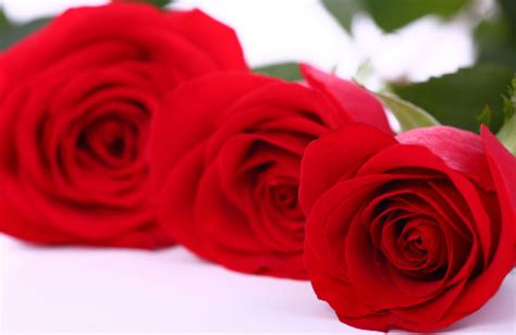 三朵玫瑰花代表什么意思 女人送三朵玫瑰花是什么意思_婚庆知识_婚庆百科_齐家网