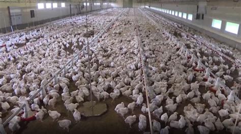 巴西因禽流感宣布动物卫生紧急状态_北京时间