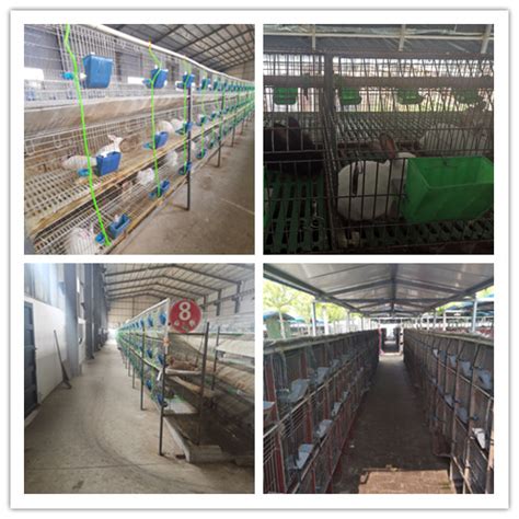 广东阳山市哪里有种兔养殖场包回收_肉兔种兔养殖场_恒森种兔养殖场
