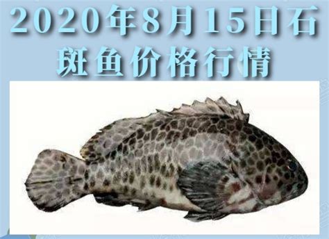 2020年8月15日石斑鱼价格行情、今日石斑鱼多少钱一斤？ - 农产品价格 - 蛇农网