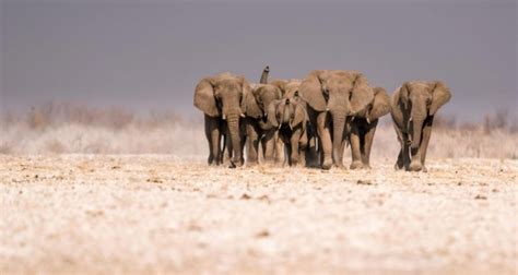 自然博物馆暑期添新展，“沿着大象的纹路”走进300头亚洲象的家园