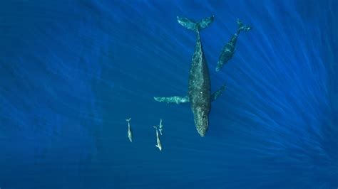蓝鲸是目前已知的世界上体型最大，最重的动物。_腾讯视频