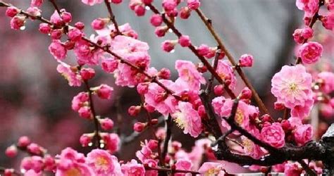 桃花是什么季节开，在每年的春季绽放 —【发财农业网】
