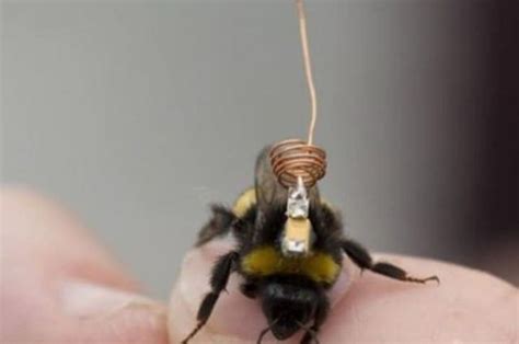 蜜蜂宏野生动物工人身体动物栖息蜂蜜翅膀昆虫花粉生物高清图片下载-正版图片320141719-摄图网