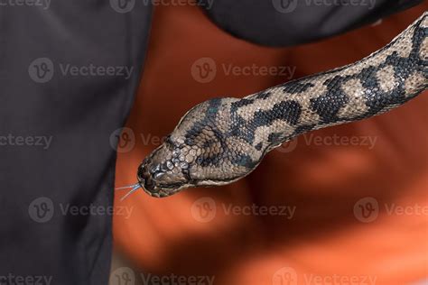 Python snake portrait hanging from man 17366242 Stock Photo at Vecteezy