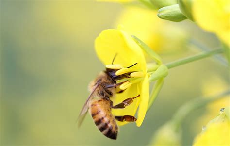 梦到被蜜蜂蛰是什么意思 梦见被蜜蜂蛰有什么预兆 - 万年历