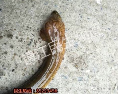 望月鳝图片,36斤望月鳝图片,红鳝(第5页)_大山谷图库