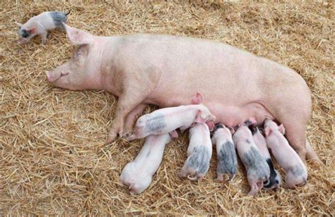 分娩要重视！母猪生产前有哪些表现？