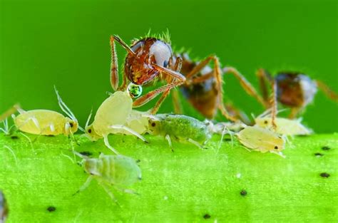科学家揭示蚂蚁与蚜虫互惠共生秘密_澎湃号·政务_澎湃新闻-The Paper