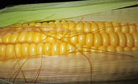 农业农村部：扩大转基因玉米大豆产业化应用试点范围|农业农村部|隆平高科_新浪新闻