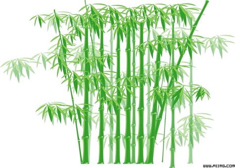 竹子图片绿竹模板PNG素材 环保