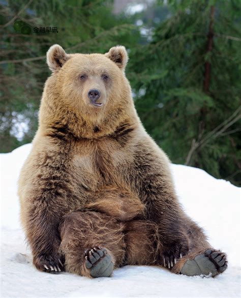 棕熊在俄罗斯见人有多礼貌？挥手打招呼，网友：不愧是战斗民族_腾讯视频