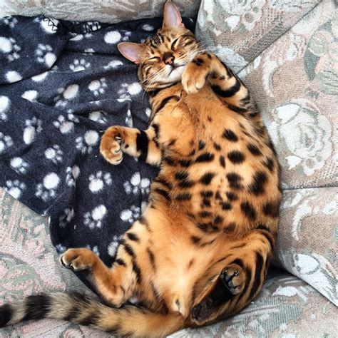 虎皮猫图片