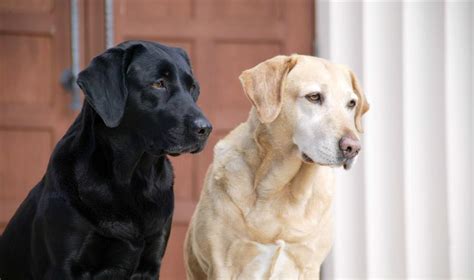 【拉布拉多犬训练方法】【图】教你几个简单的拉布拉多犬训练方法 你的汪星人也能上天_伊秀宠物|yxlady.com