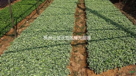 【苗圃喷灌系统】智能喷灌系统设计-四川山涧灌溉农业科技有限公司