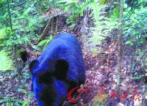 加拿大黑熊被狗追攀上电线杆睡觉 - 神秘的地球 科学|自然|地理|探索