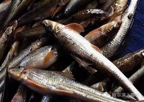 黑龙江老头鱼批发零售，东北老头鱼价格，东北老头鱼批