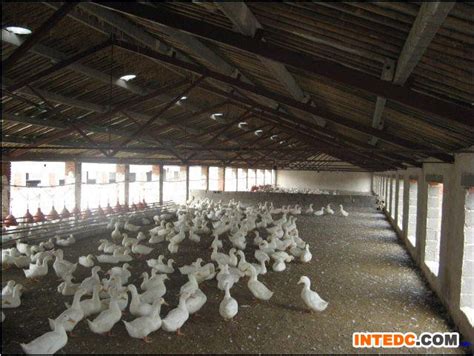 大麦屿：养殖户配合关鸭棚 一万多只老鸭待售