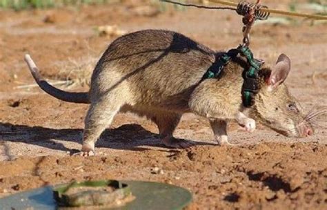 老鼠的祖先是谁?东方晓鼠(起源于约5800万年前的始新世)_奇趣解密网