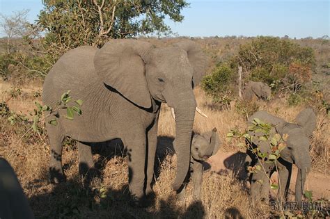 哺乳动物 动物 象 大象家族 野生动物 非洲 自然图片免费下载 - 觅知网