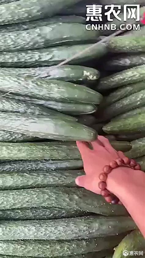 [瓜子批发] 瓜子，瓜蒌籽，年货，干货价格33元/斤 - 惠农网