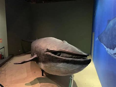 看鲸鱼是怎么呼吸的