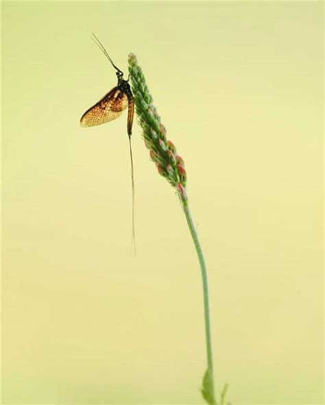 独坐悲双鬓，空堂欲二更。 雨中山果落，灯下草虫鸣……|山果|草虫|雨中_新浪新闻