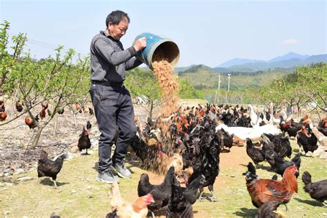 热烈祝贺广德市邱村镇应和养殖家庭农场通过散养土鸡（蛋）认证-杭州格律认证有限公司