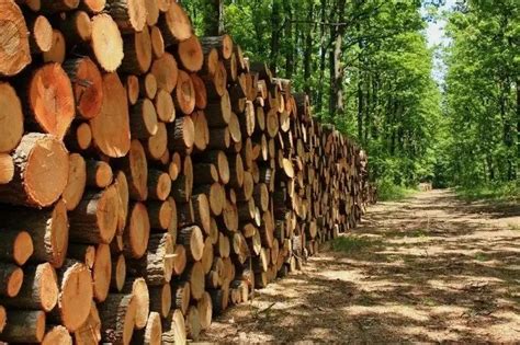 大透析！木材产业链和人造板市场详细分析！-木业网
