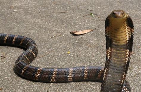世界十大最毒的蛇排名-排行榜123网