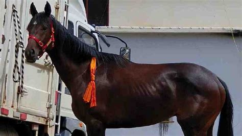 28万纯血马在丽江“走失”，曾获许多奖，这个品种最贵达4.26亿元|骆驼|纯血马|赛马_新浪新闻