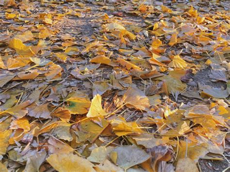 拾捡落叶，感受自然 恒山区实验幼儿园“捡树叶”留住秋天-鸡西教育云