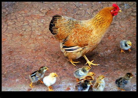 一只老母鸡PNG图片素材下载_图片编号qopmrbjy-免抠素材网
