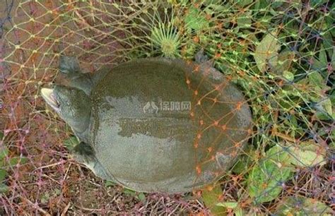 野生甲鱼辨识图片