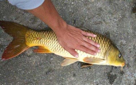 玉米钓鲤鱼的方法和技巧 - 钓鱼技巧 - 酷钓鱼
